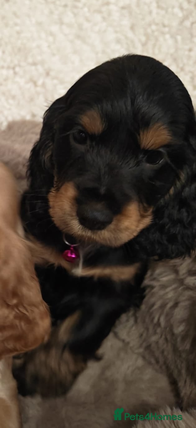 Cocker Spaniel dogs Show Cocker Spaniel  - Advert 2