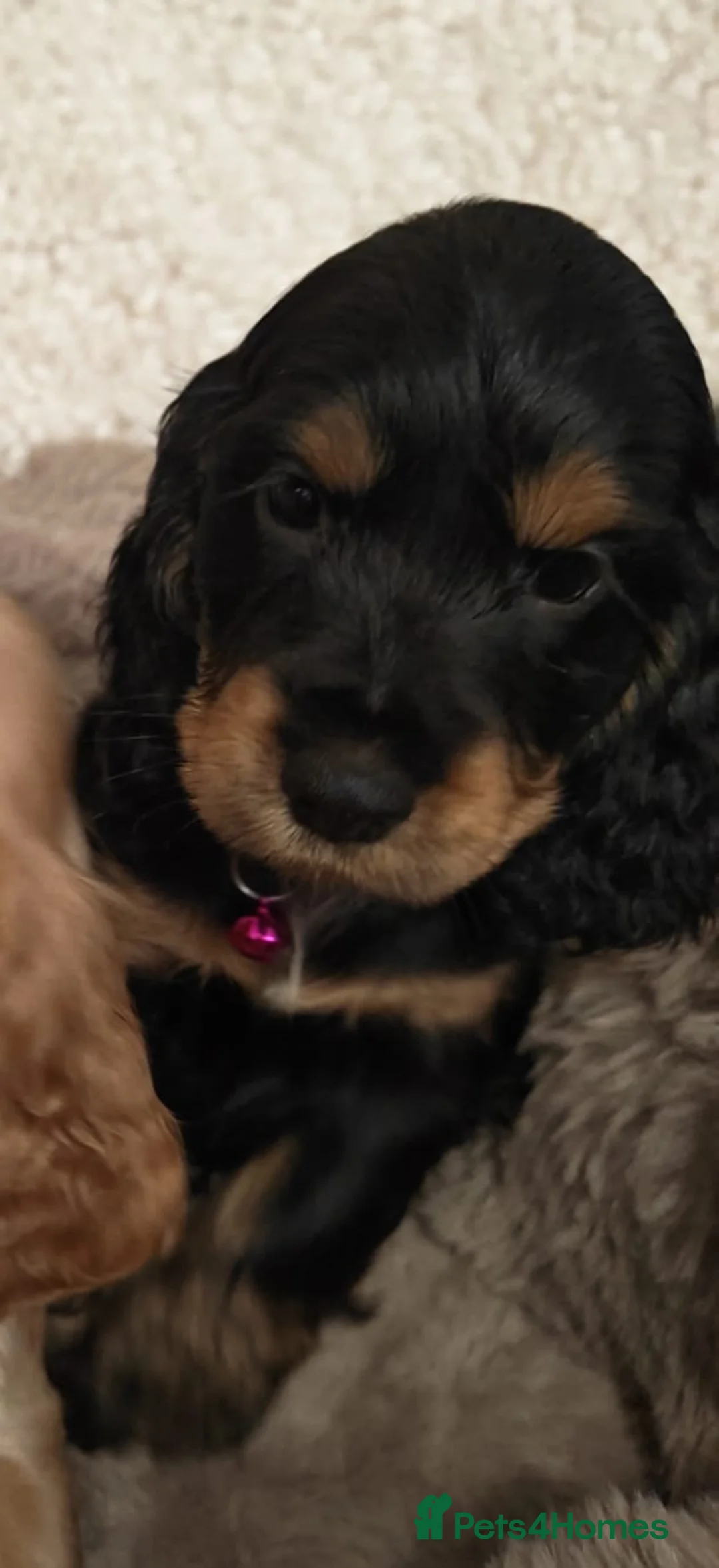 Cocker Spaniel dogs for sale: Show Cocker Spaniel  - Advert 2