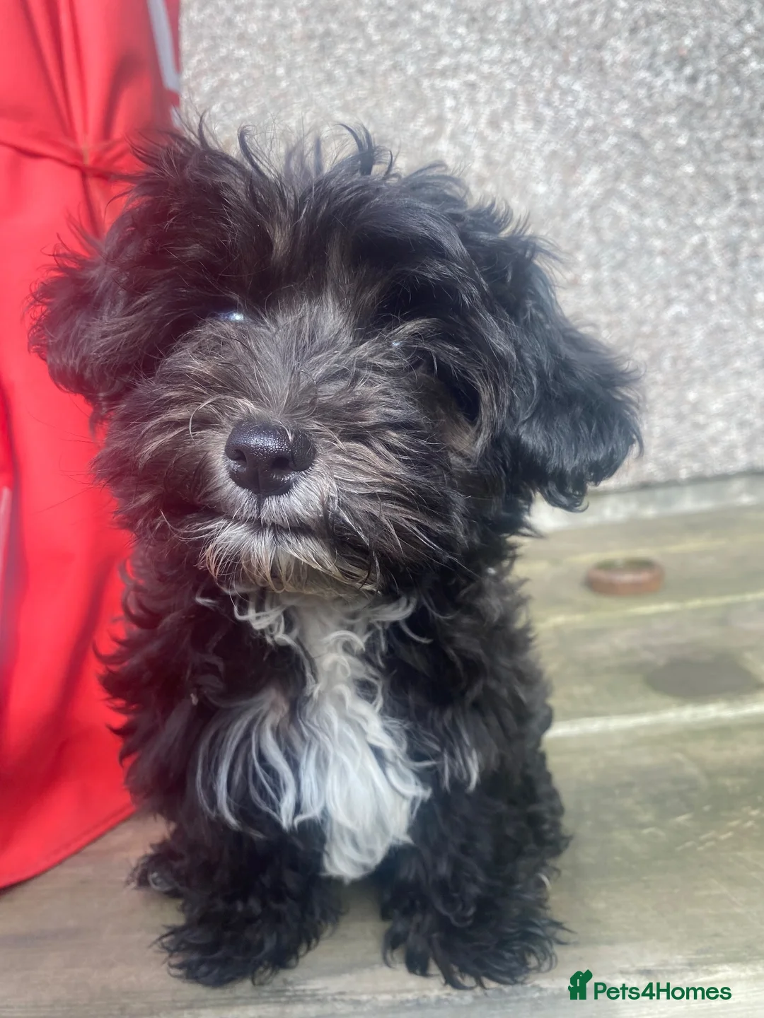 Yorkiepoo dogs for sale: Yorkiepoo puppy (male) - Advert 2