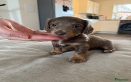 Miniature Dachshund dogs for sale: Miniature Dachshund puppies boys and girls  - Image 8