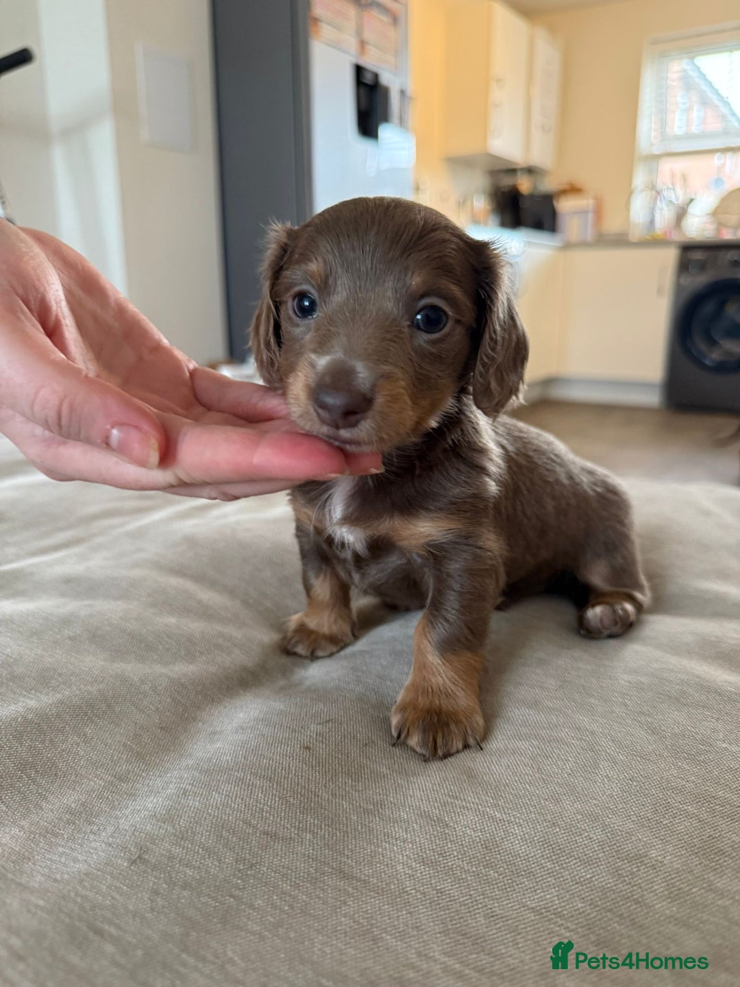 Miniature Dachshund dogs for sale: Miniature Dachshund puppies boys and girls  - Image 8