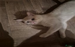 Mixed Breed cats for sale: Beautiful maincoon x bsh - Image 7