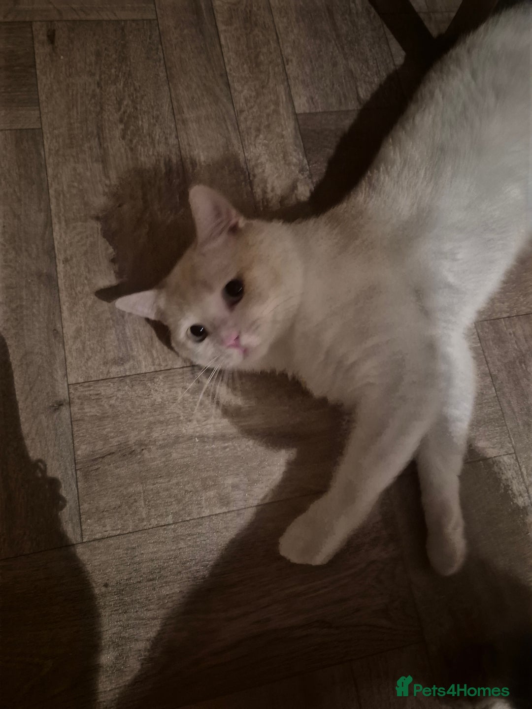 Mixed Breed cats for sale: Beautiful maincoon x bsh - Image 7