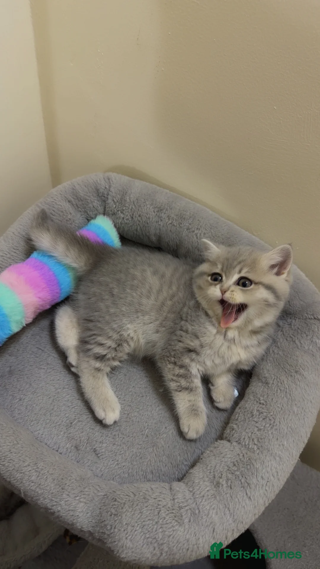 British Shorthair cats for sale: Beautiful British shorthair  - Advert 16