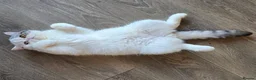 Exotic cats for sale: Exotic Male - Advert 2