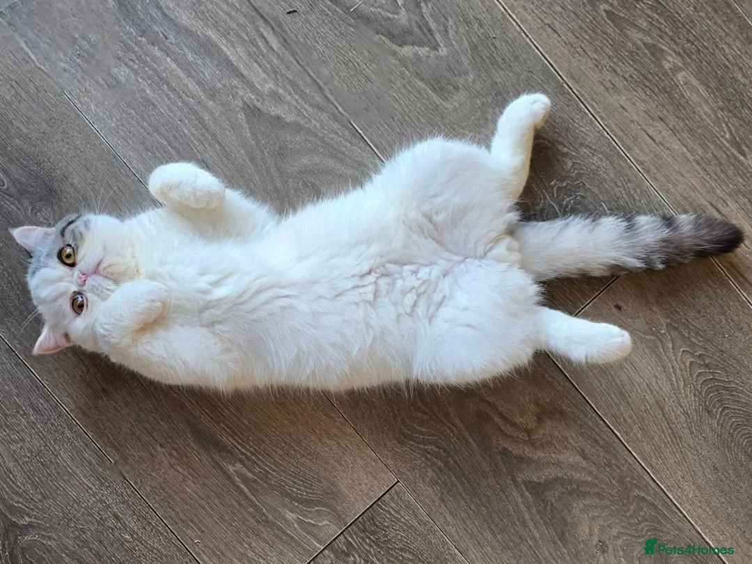 Exotic cats for sale: Exotic Male - Advert 2