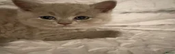 British Shorthair cats for sale: 🐾 4 British Blue kittens  🐾 - Advert 4