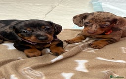 Dachshund dogs for sale: READY TO GO Dachshund Puppies dapple+chocolate - Image 17