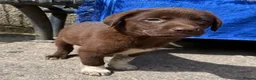Borador dogs for sale: Beautiful Labrador x border collie pup  - Advert 7