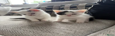 Mixed Breed Kitten 3