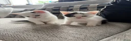 Mixed Breed cats for sale: 3 gorgeous kittens for sale - Advert 2
