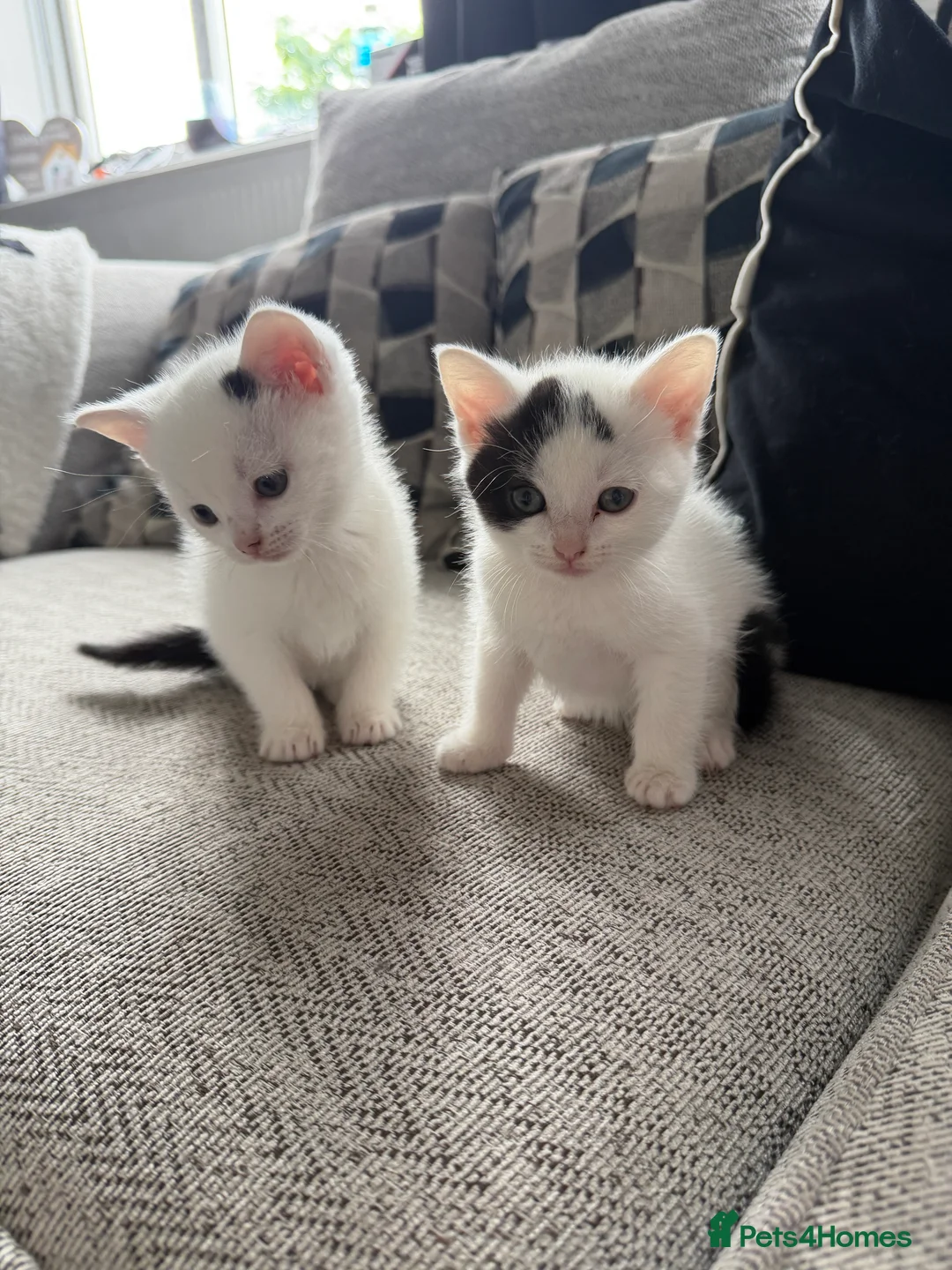 Mixed Breed cats for sale: 3 gorgeous kittens for sale - Advert 2