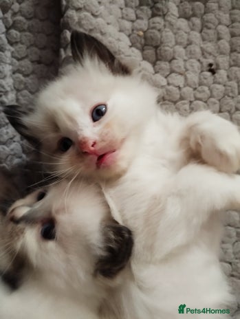 Ragdoll cats in Daventry - Advert 2