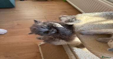 British Shorthair cats - Advert 8