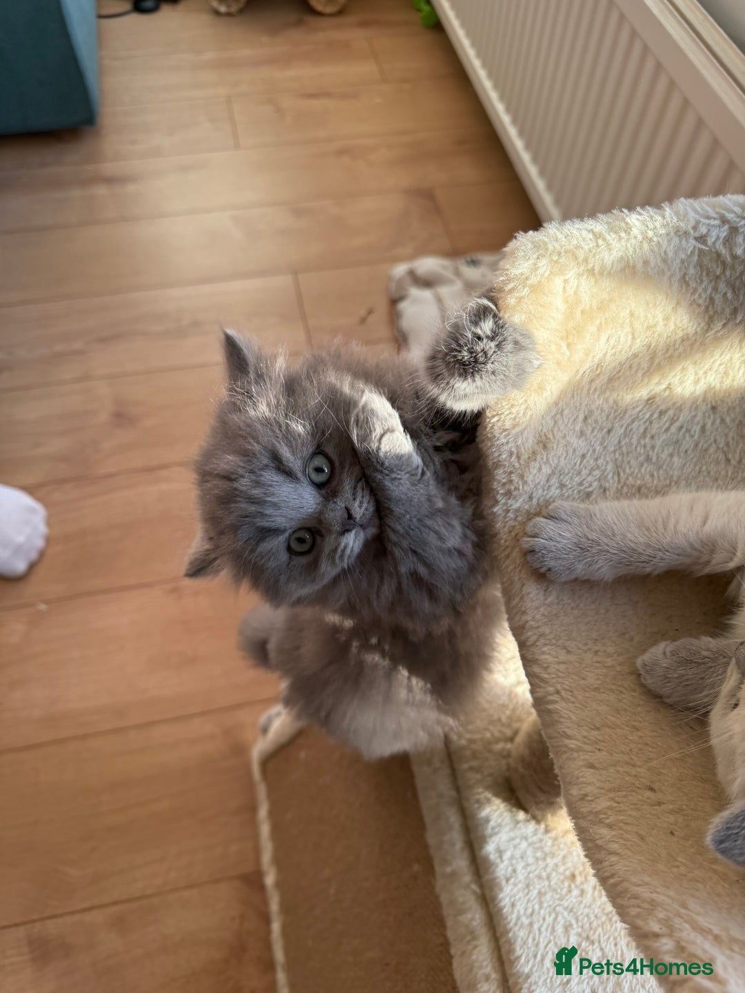 British Shorthair cats for sale: British Shorthair Kittens - Image 3