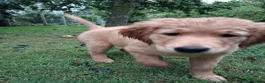 Golden Retriever 1