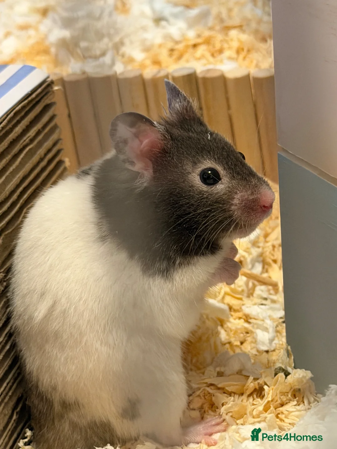 Hamster rodents for sale: Hamster looking for a better home  in Wallingford - Advert 1