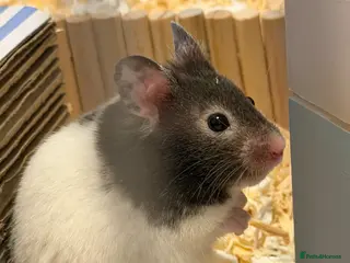 Hamster rodents Hamster looking for a better home - Advert 1