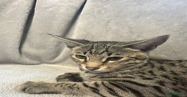 Savannah cats - Advert 14