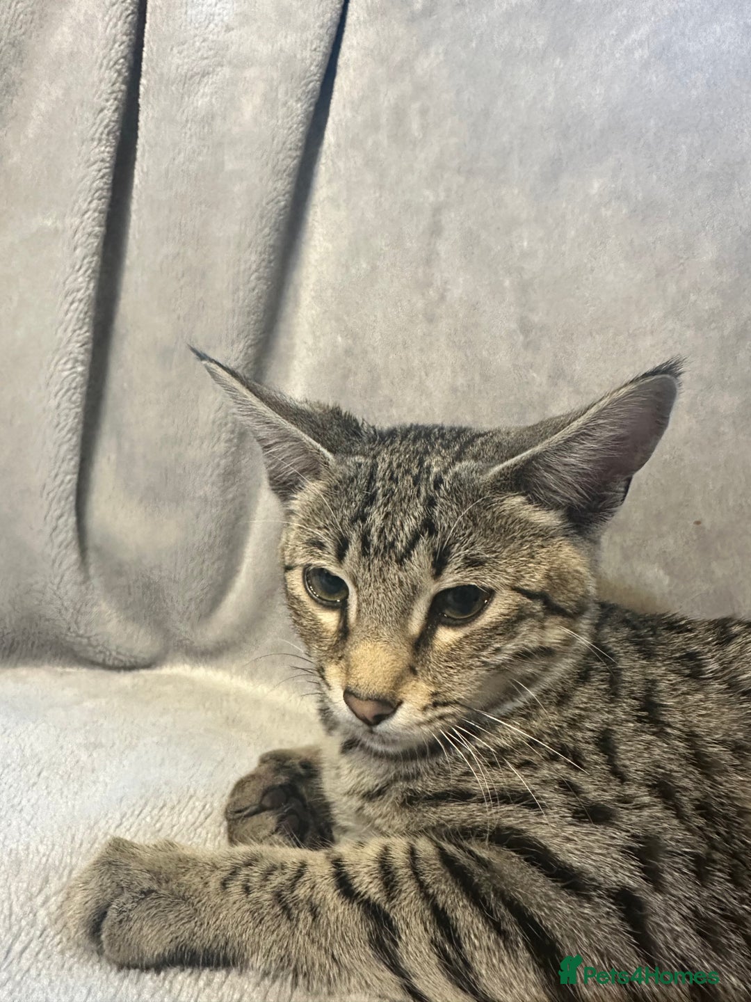 Savannah cats for sale: Savannah cat F4 - Image 2