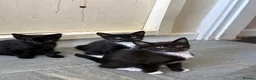 Mixed Breed cats for sale: 5 kittens for sale  - Advert 6