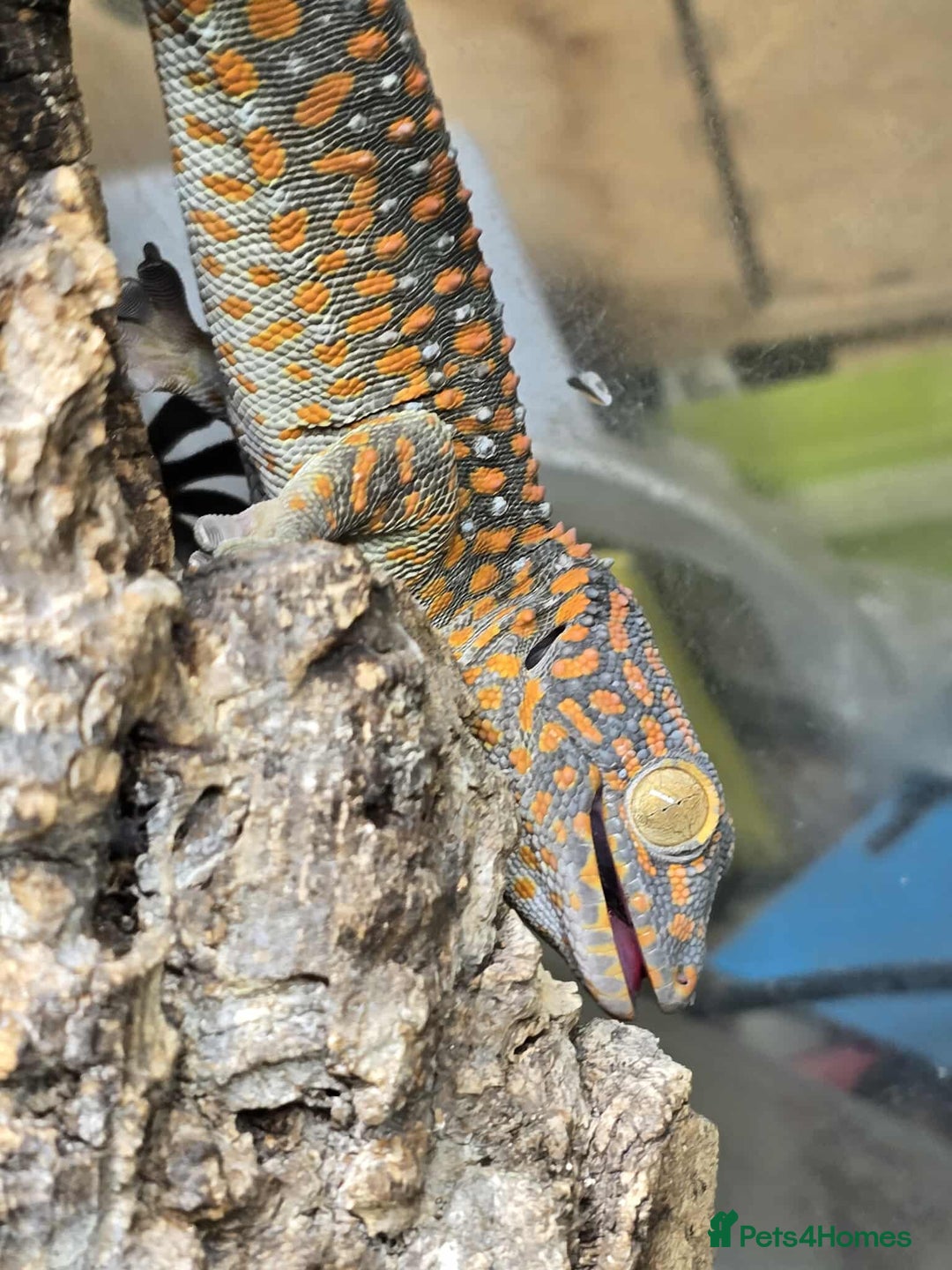 Gecko reptiles for sale: Tokay Gecko Pair - Advert 9