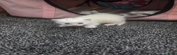 Mixed Breed cats for sale: Female white kittens - Advert 4