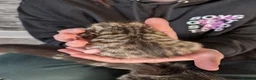 Bengal cats for sale: 4 beautiful kittens for sale  in Portsmouth - Advert 17