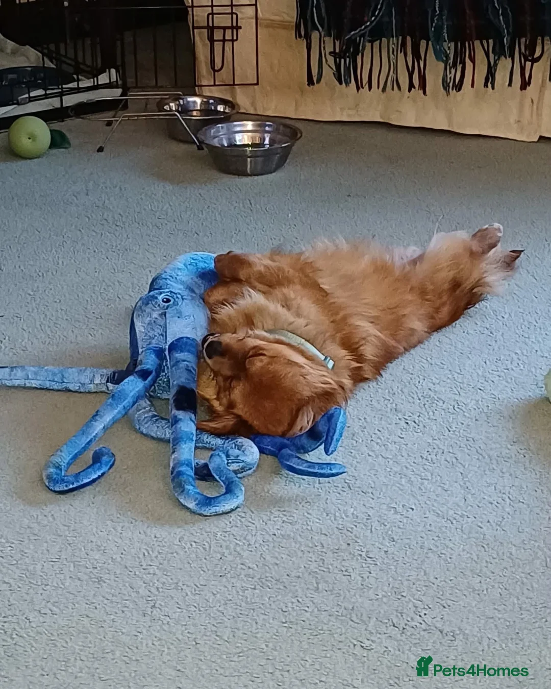 Mixed Breed dogs for adoption: Cuddly Charley  - Advert 3