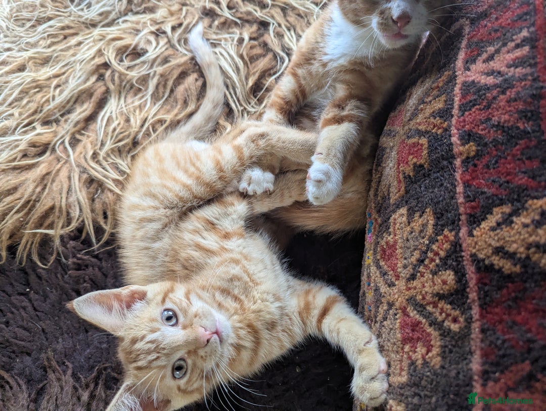 Mixed Breed cats for sale: Two beautiful ginger boys - Image 5