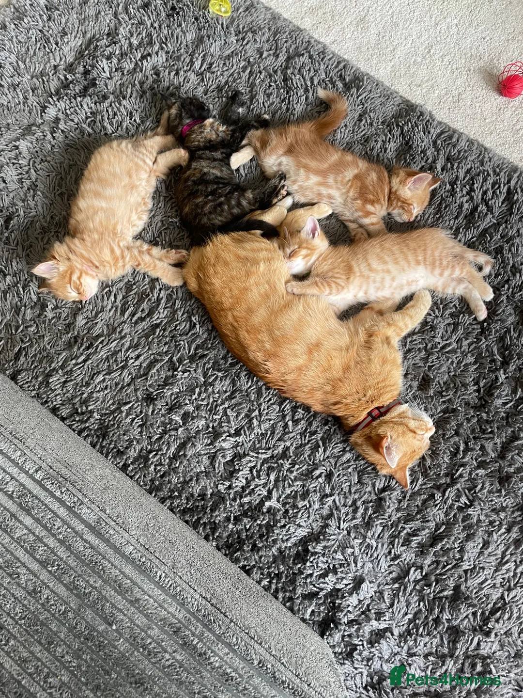 Mixed Breed cats for sale: Poppy is her name only one left  - Advert 1