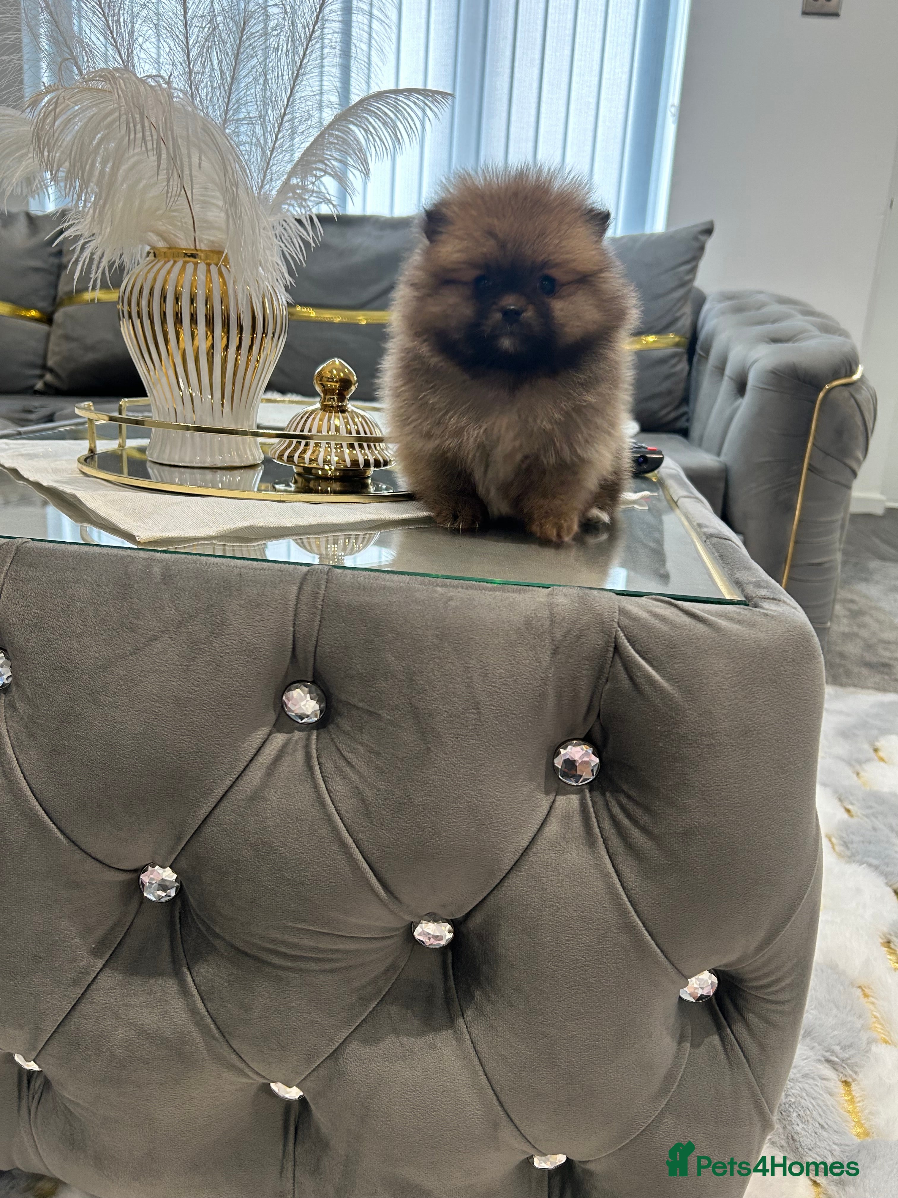 Pomeranian dogs 4 **  FULL POMERANIAN RUSSIAN BREED PUPS 2 boys  - Advert 5