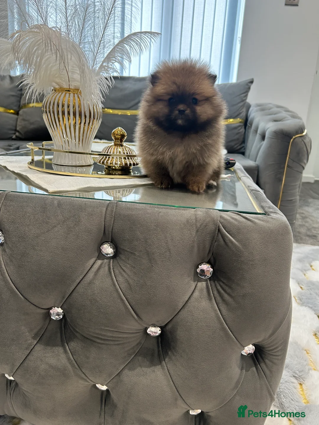 Pomeranian dogs for sale: 3 XXS FULL POMERANIAN RUSSIAN BREED PUPS  - Advert 2