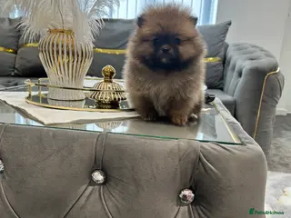 Pomeranian dogs 4 ** FULL POMERANIAN RUSSIAN BREED PUPS 2 boys - Advert 7