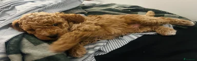 Puppy 4