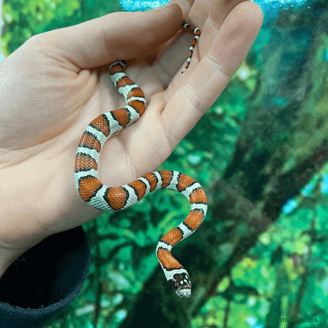 Python Snake reptiles for sale: Snakes for sale  - Image 6