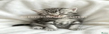 Egyptian Mau 3