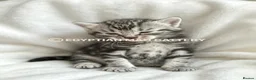 Egyptian Mau cats for sale: TICA reg SNOW LEOPARD EGYPTIAN MAU X BENGAL  - Advert 23