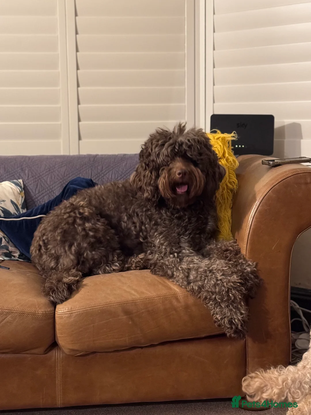 Labradoodle dogs for stud: Chocolate Standard Labradoodle Multigenerational  in Matlock - Advert 3