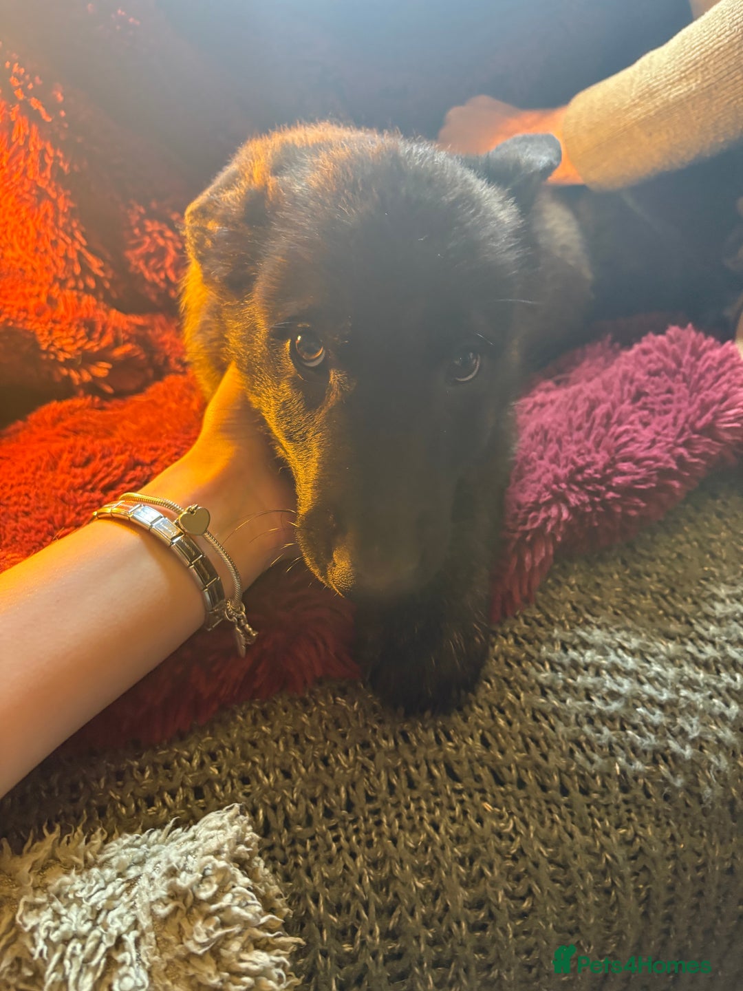Mixed Breed dogs for sale: Dutch herder x German Shepherd pups - Image 12