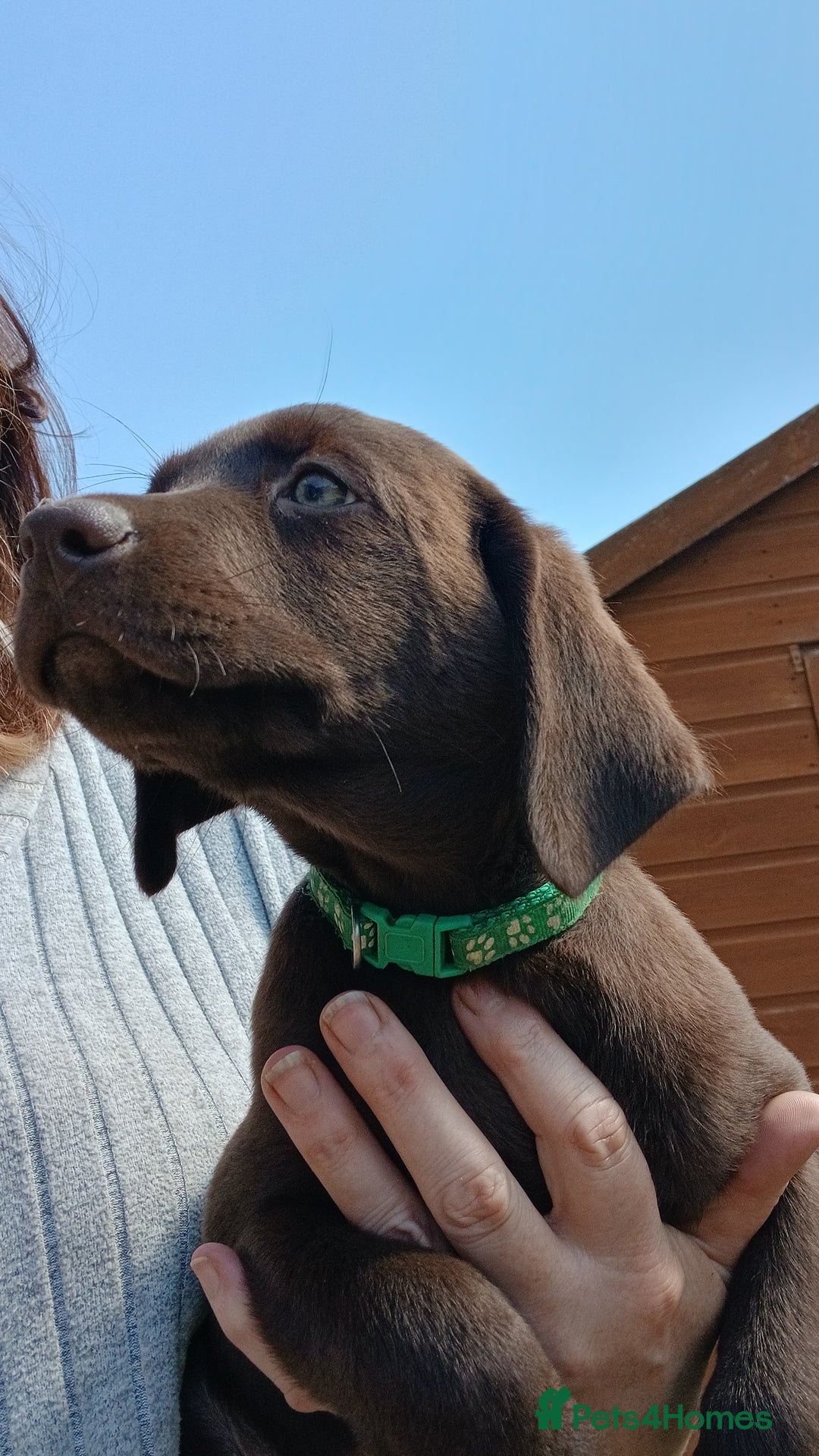 Labrador Retriever dogs for sale: **READY NOW**CHOCOLATE LAB PUPS - Image 16