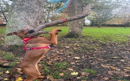 Mixed Breed dogs for sale: Cali  - Advert 3