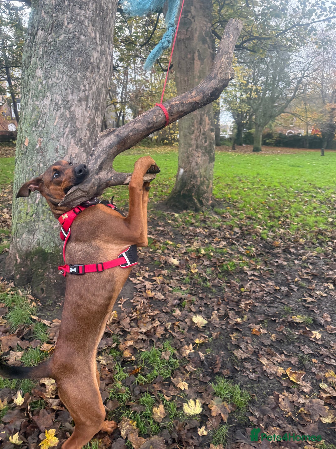 Mixed Breed dogs for sale: Cali  - Advert 3