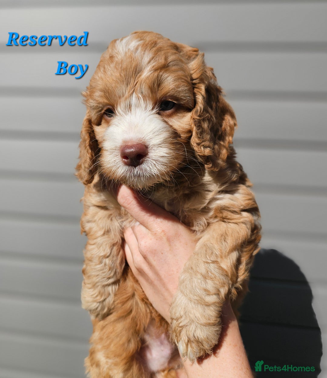 Mixed Breed dogs for sale: F2 Cockapoo's  - Image 6