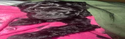Mixed Breed dogs for sale: 1 black beautiful Poochon puppy left - Advert 4