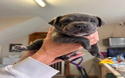 Staffordshire Bull Terrier dogs for sale: Exceptional Champion Pedigree, beautiful blues!! - Image 14