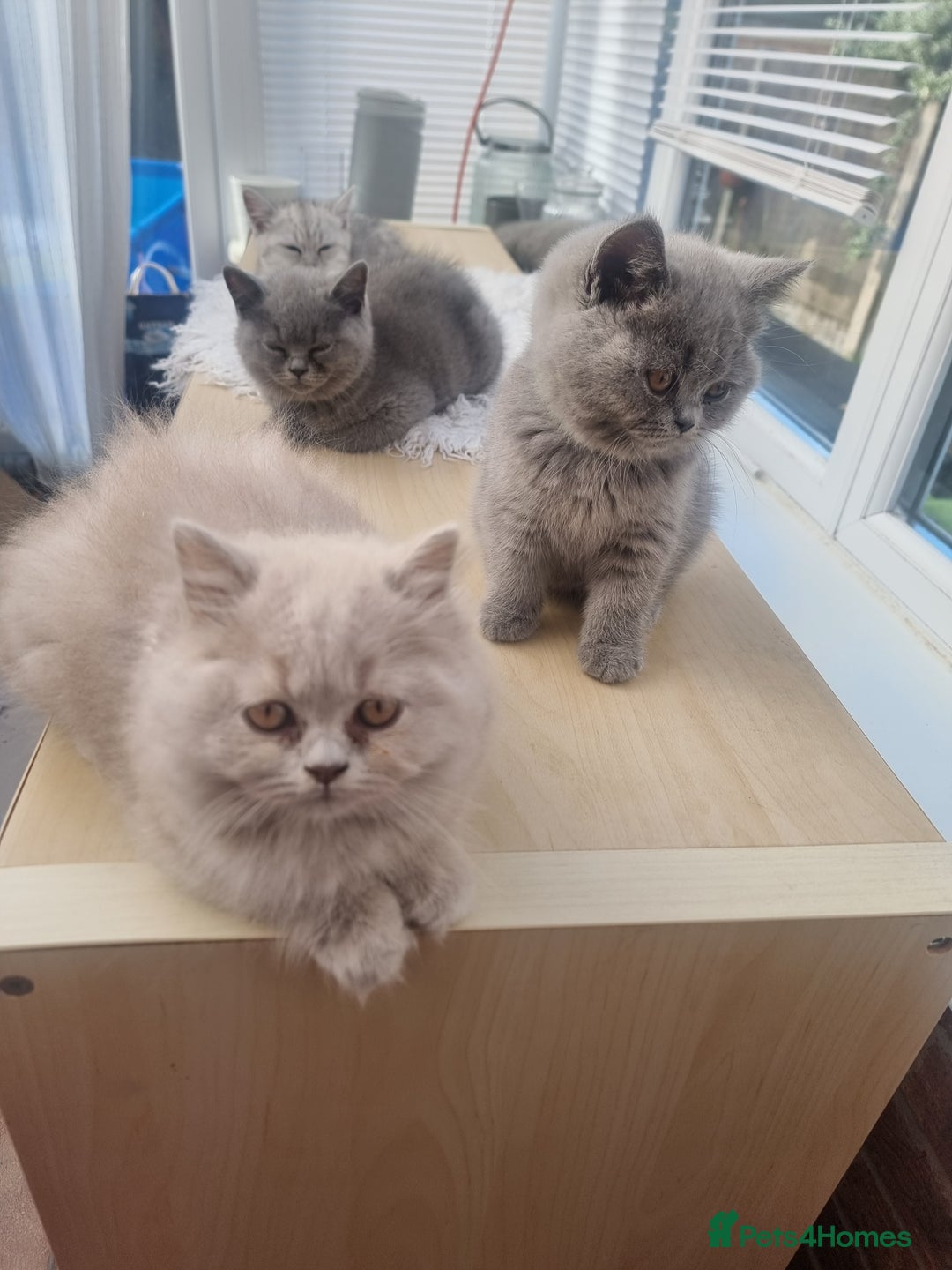 British Shorthair cats for sale: TOP💗 Quality British Shorthair 😻Kittens💋 - Image 20