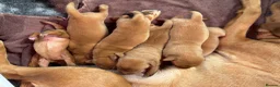 Labrador Retriever dogs for sale: KC Reg Fox Red Labrador Puppies  in March - Advert 6