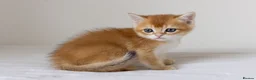 British Shorthair cats for sale: Golden Blue and Golden BSH kittens - Advert 22
