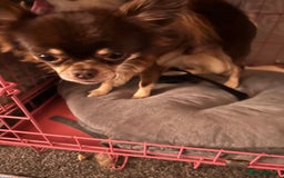 Chihuahua dogs for sale: Chocolate chihuahua  - Image 1